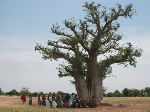 baobab plus villagers