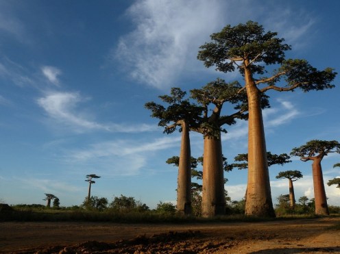 baobab trees off web